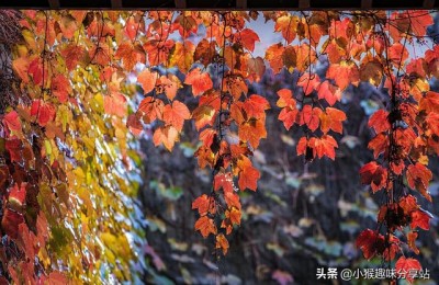 秋天发朋友圈句子(秋天发朋友圈句子短句)