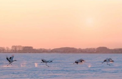 带鸟字的诗句(带鸟字的诗句飞花令)