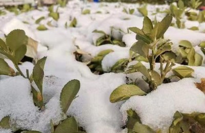 冬至暖人心的句子(冬至温暖人心的句子)