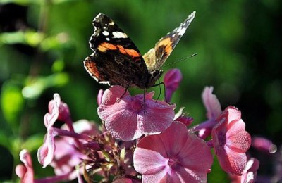 经典签名语录(经典签名语录经典签名)