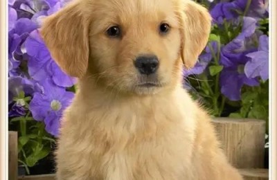 描写小狗的作文(描写小狗的作文300字)