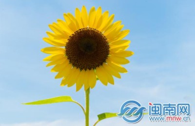 六级官网(六级官网入口)