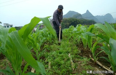 花开那时(花开那时是什么意思)