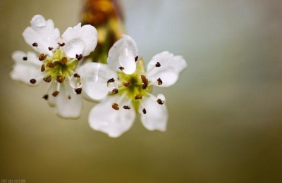 清明节散文(清明节散文诗朗诵稿)