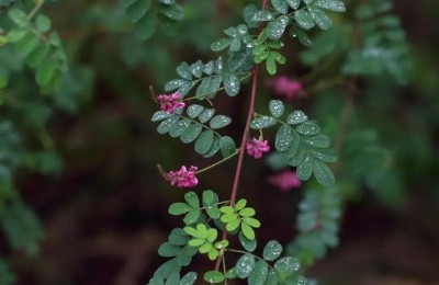 注册会计师会计应该怎么学(注册会计师的会计怎么学)