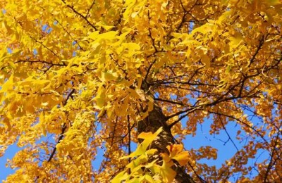 刘义庆简介(刘义庆简介世说新语)