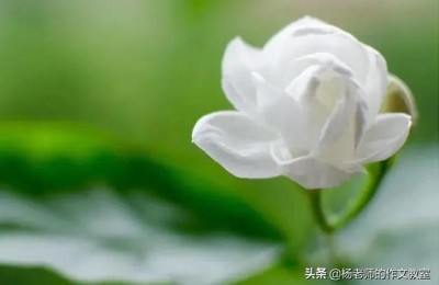 聆听花开的声音(聆听花开的声音下一句是什么)