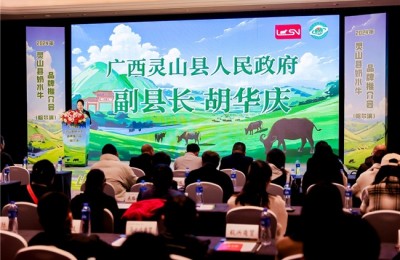 2024年灵山县奶水牛品牌推介会在哈举办