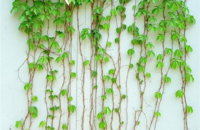 假如你想做一株腊梅(假如你想做一株腊梅读后感)