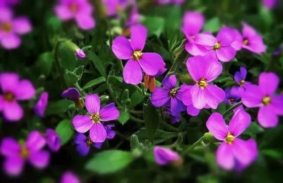 淡然如水(淡然如水意思是什么)