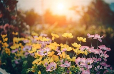 七夕的短信(七夕的短信祝福)