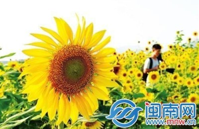 父亲节哪一天(父亲节哪一天2022)