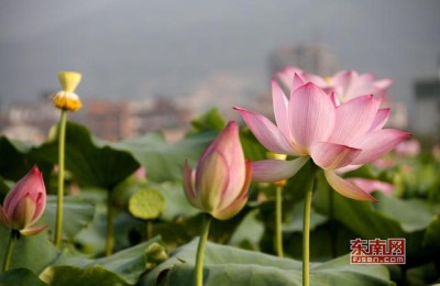 端午节祝福语 简洁大气(端午节祝福语 简洁大气2021)