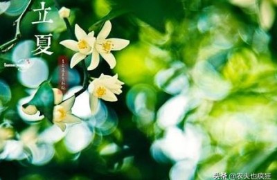 立夏节(立夏节起义)