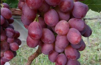 注册会计师编号  解红玉(注册会计师考试结果)