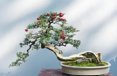 办公室盆景(办公室盆景植物有哪些)