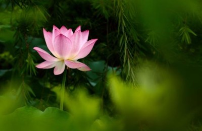 荷花的诗(荷花的诗句)