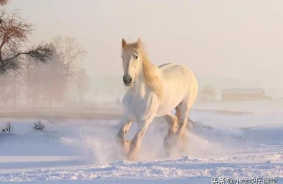 春节里发生的事作文(春节里发生的事作文300字)