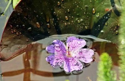 描写露珠的句子(怎么描写露珠的句子)