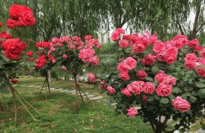 600字美文(600字美文摘抄初中)