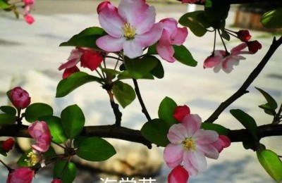 合欢树读后感(合欢树读后感50字左右)