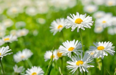 新年祝福语句简短唯美(新年祝福语句简短唯美8个字)