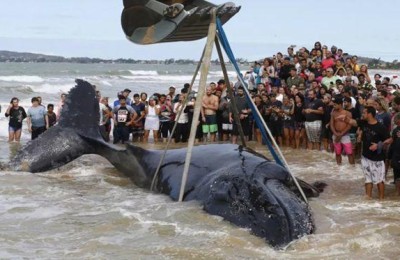 蓝鲸的介绍(蓝鲸的介绍资料)