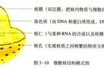 细胞核是遗传信息库(细胞核是遗传信息库,是细胞代谢和遗传的控制中心)