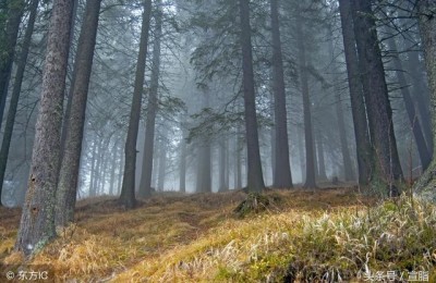 落叶作文网(落叶,作文)