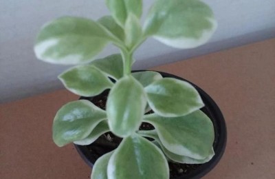 牡丹吊兰(牡丹吊兰的食用价值)