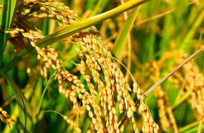 描写事物色彩的句子(描写事物色彩的句子摘抄)