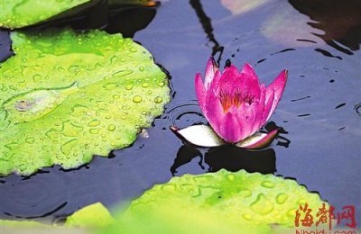 端午祝福语一句话(端午祝福语一句话朋友圈)