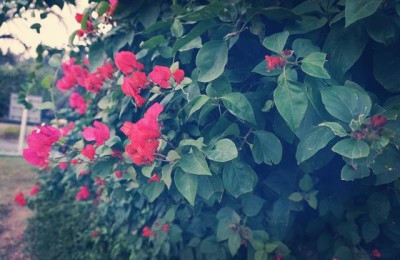 高考文学常识(高考文学常识归纳积累)