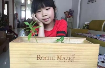 凤仙花的作文(凤仙花的作文300字左右)