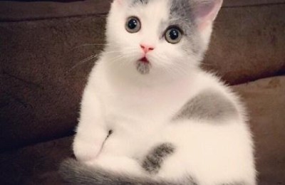 惊讶猫(惊讶猫图片)