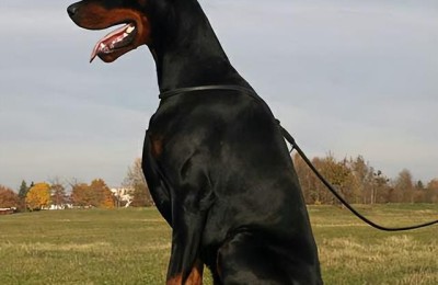 杜宾犬价格(杜宾犬价格多少钱一只)