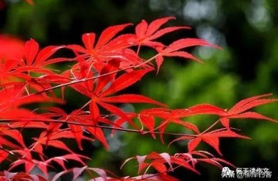 叙事文(叙事文600字初中)