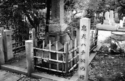 秋田犬八公(秋田犬八公的故事)