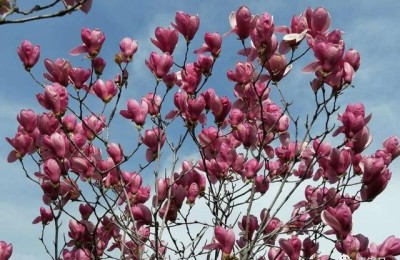 白杨礼赞课文(白杨礼赞课文原文)