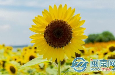 重庆高考语文答案(重庆高考语文答案2021)