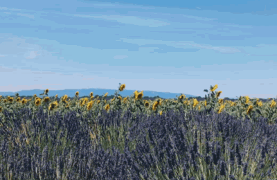 情人节说说(情人节说说怎么发)