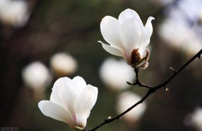 注册会计师网上申请转所(注册会计师师网上转所流程)