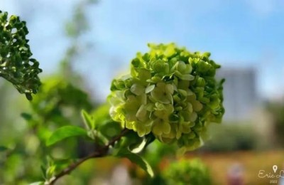 河北省注册会计师协会(河北省注册会计师协会电话)