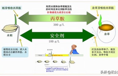 雨前雨后(雨前雨后茶的区别)