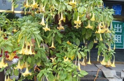 圣诞花(圣诞花图片)