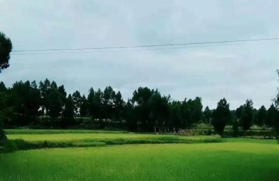 知了课堂的注册会计师课怎么样(之了课堂cpa怎么样)
