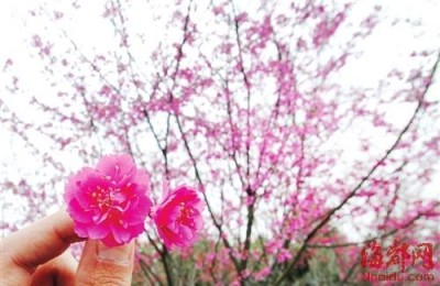 清明节祝福语简短(清明节祝福语简短一句话)