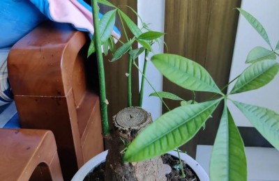 我的发财梦(我的发财梦作文)