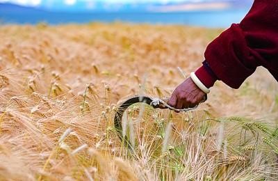 仲秋节(中秋节放假安排2022年)