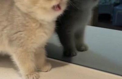 镜子中(镜子中吉他谱)